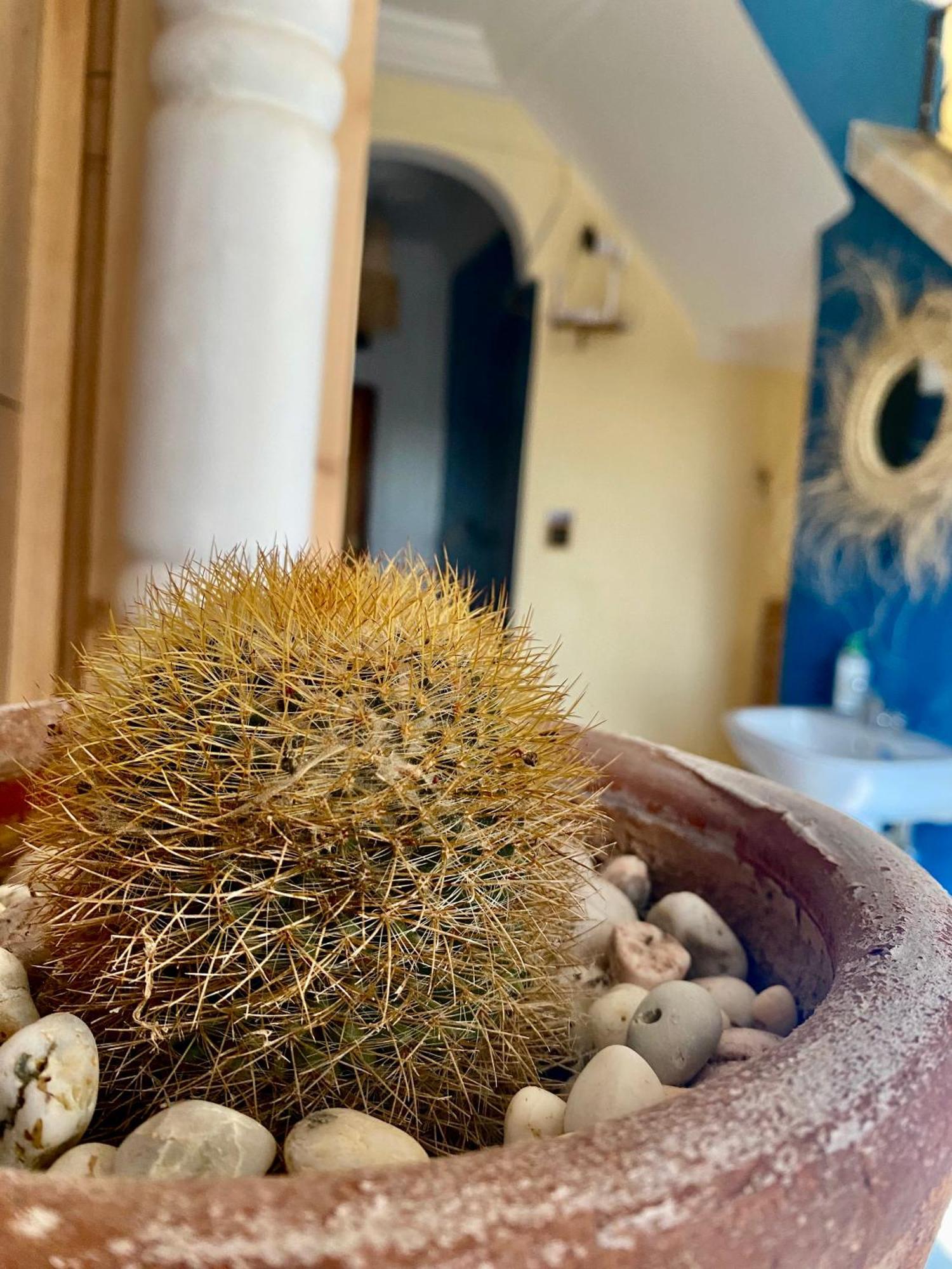 Mamo Surf Morocco Hostel Tamraght ภายนอก รูปภาพ